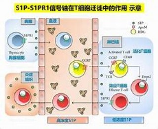 关于捷灵亚盐酸芬戈莫德不良反应的信息