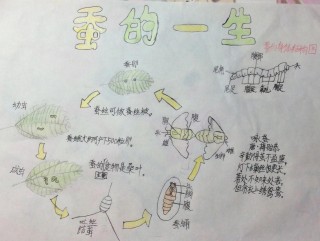 蚕的一生作文(蚕的一生作文500字怎么写)