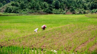 “把院士装到手机里”，种地村民用上了智能体