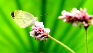 花蝴蝶高清免费看片大全(花蝴蝶7免费版大全多少集天气)