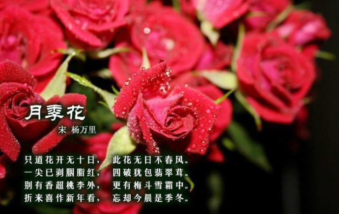 花古诗(花古诗飞花令)  第1张