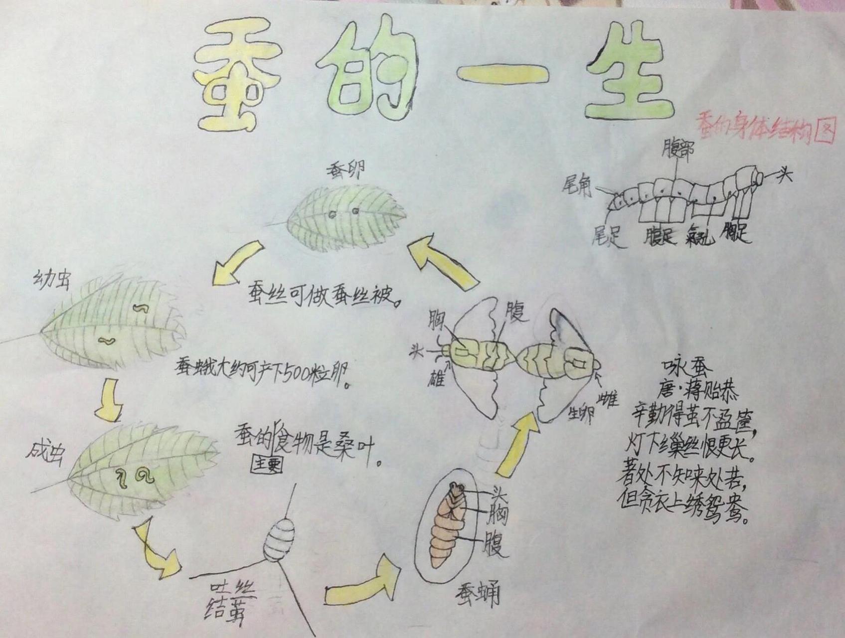 蚕的一生作文(蚕的一生作文500字怎么写)  第2张