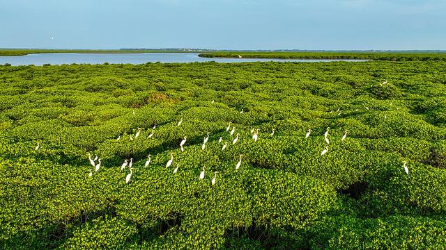 COP29：聚焦红树林生态系统保护，阿联酋引领全球合作  第2张